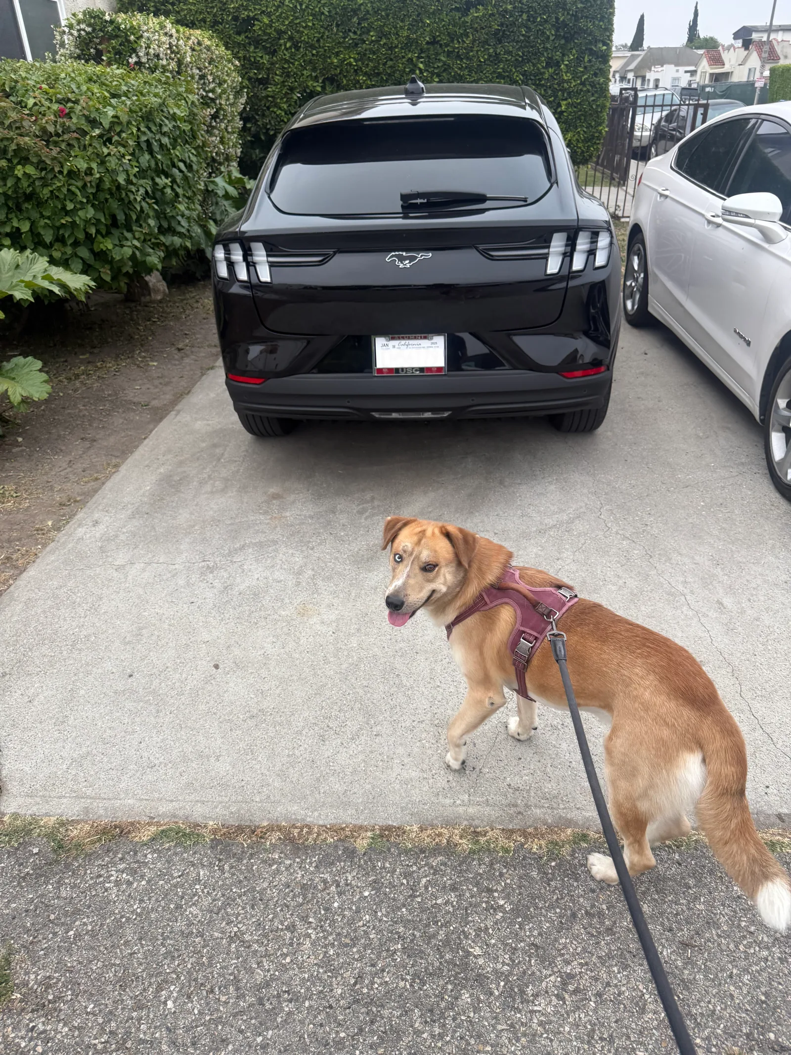 Uncle Ruckus looking back toward the camera beside the car before an outing