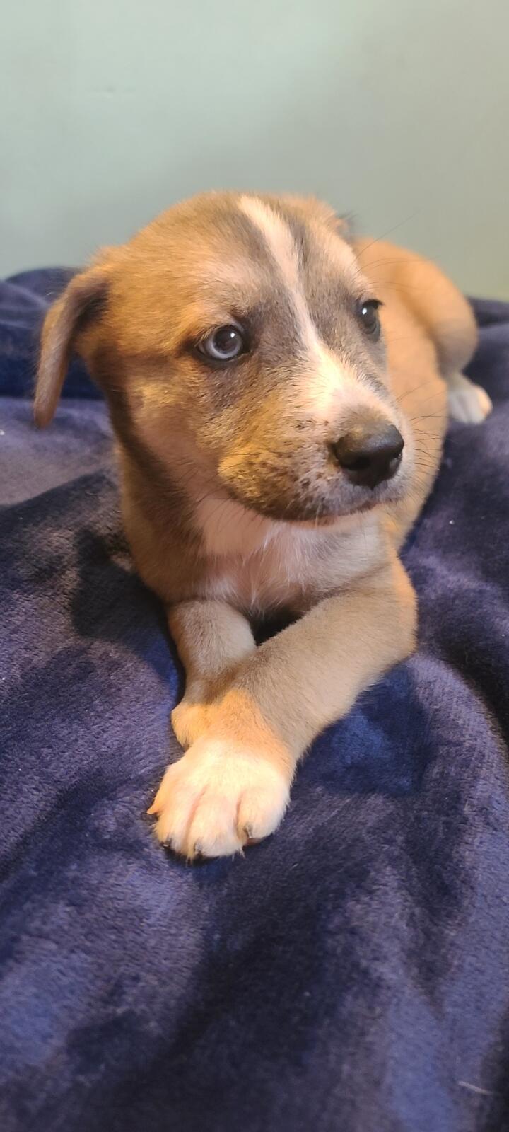 Uncle Ruckus as a small puppy with his front paws crossed